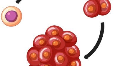 Andrej Medveď - Vedeli ste, že čili papričky môžu pomôcť telu bojovať proti škodlivým rastovým signálom, ktoré podporujú rakovinu?!